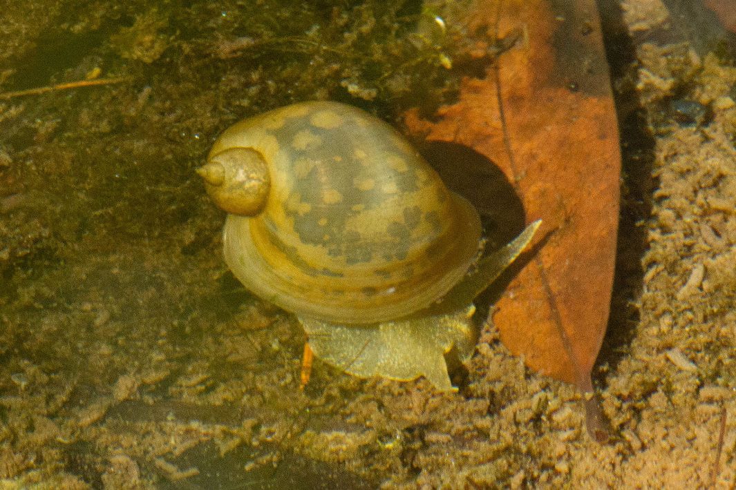 Image of Radix auricularia